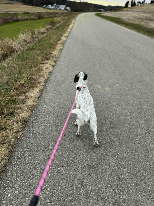 Daphne, a Adoptable mixed breed in Alma, WI image 6/6
