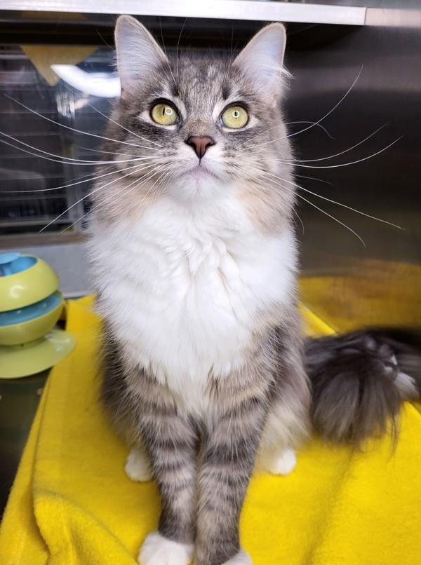 Faye 43707, Adoptable, Young Female Domestic Short Hair.