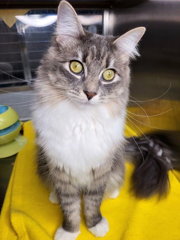 Enlarge Faye 43707, a Adoptable mixed breed in Pocatello, ID image 2/6