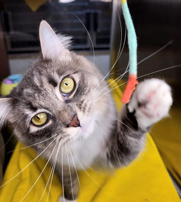 Enlarge Faye 43707, a Adoptable mixed breed in Pocatello, ID image 3/6