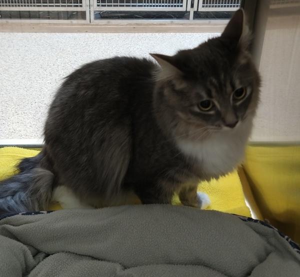 Enlarge Faye 43707, a Adoptable mixed breed in Pocatello, ID image 5/6