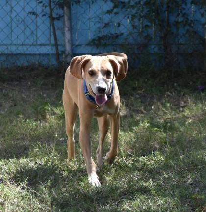 Enlarge Ramona, a Adoptable mixed breed in Inverness, FL image 2/3