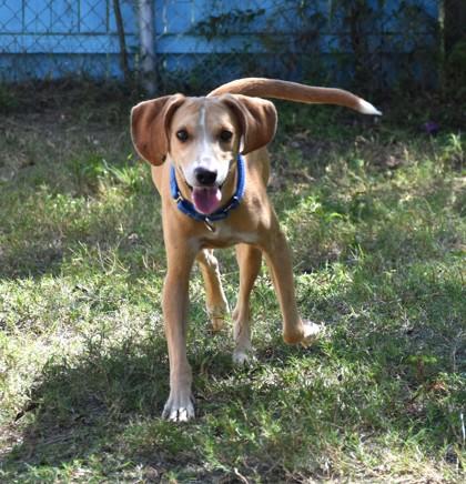 Enlarge Ramona, a Adoptable mixed breed in Inverness, FL image 3/3