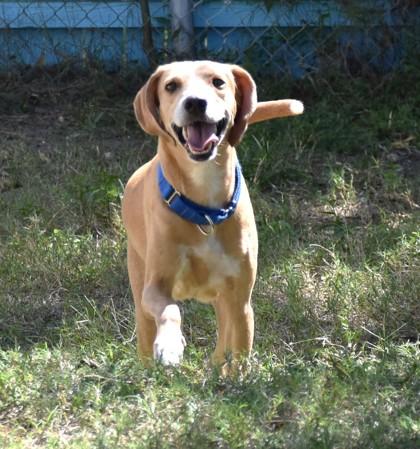 Enlarge Ramona, a Adoptable mixed breed in Inverness, FL image 1/3