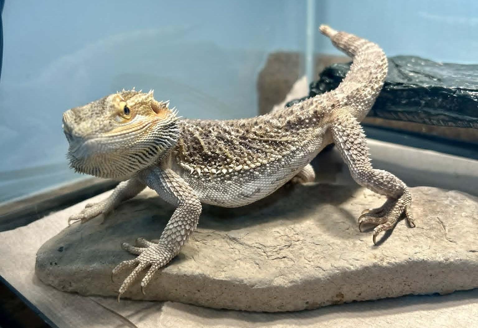 Pancake, an adopted Bearded Dragon in Wakefield, RI image 5/5