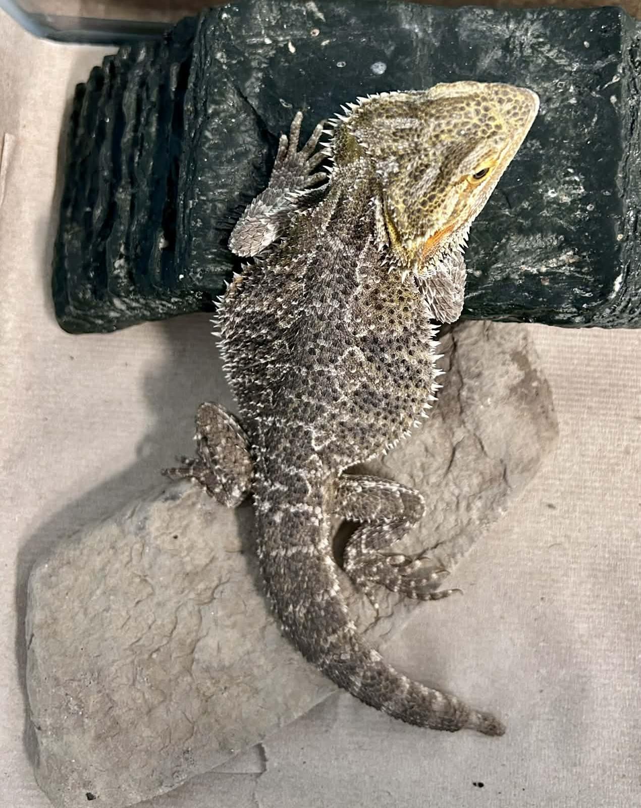 Pancake, an adopted Bearded Dragon in Wakefield, RI image 4/5