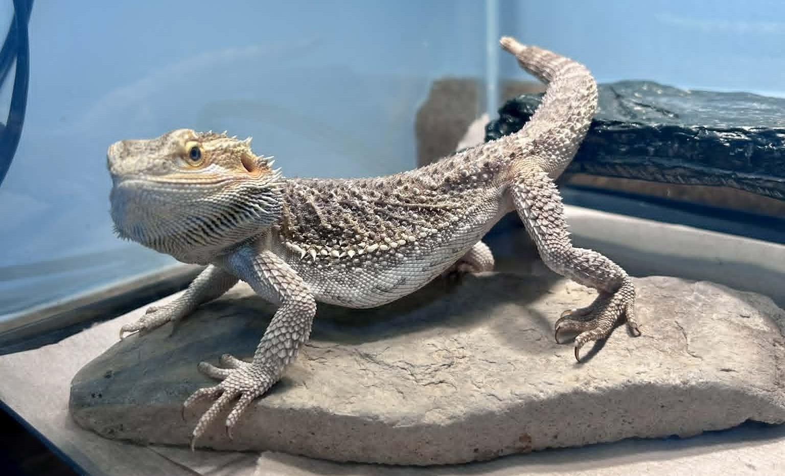 Pancake, an adopted Bearded Dragon in Wakefield, RI image 2/5