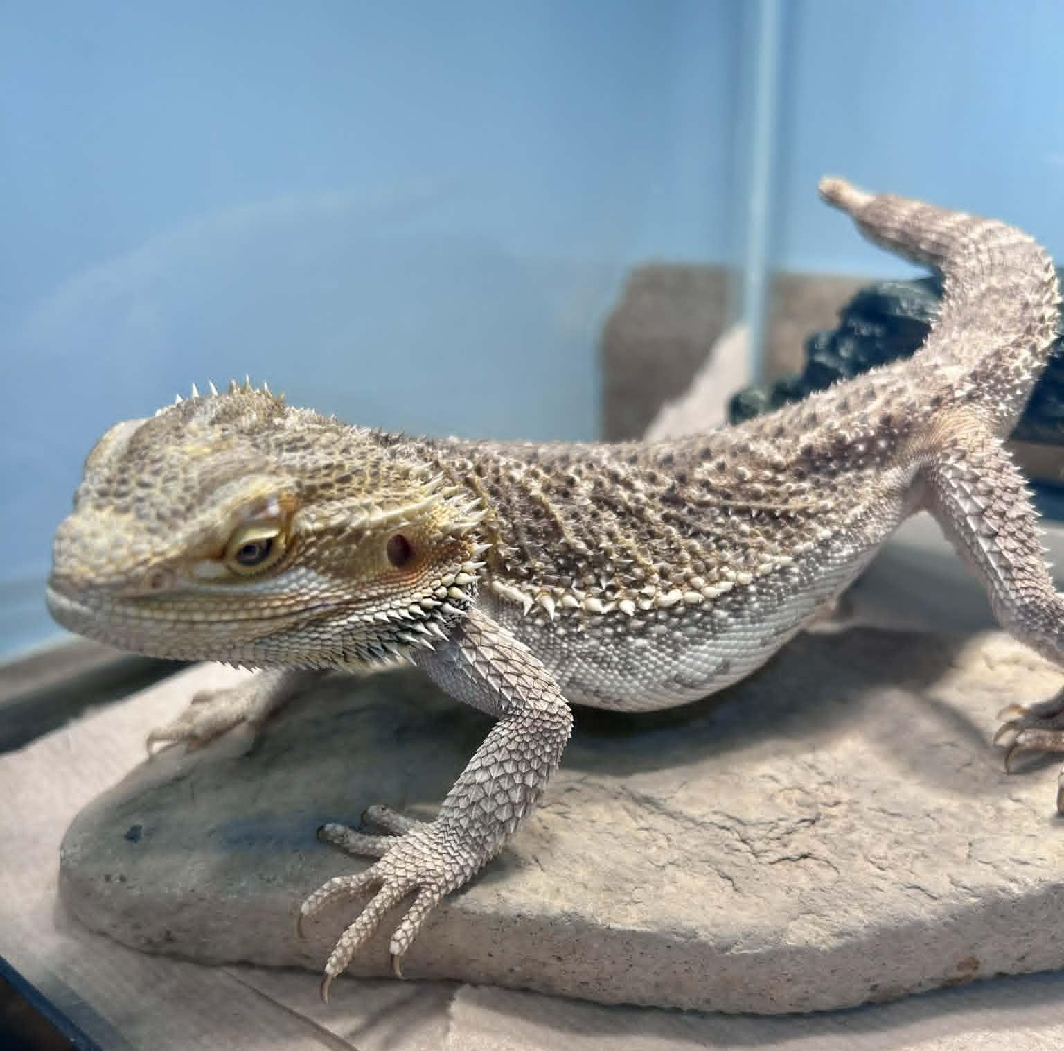 Pancake, adopted, Adult Unknown Bearded Dragon.