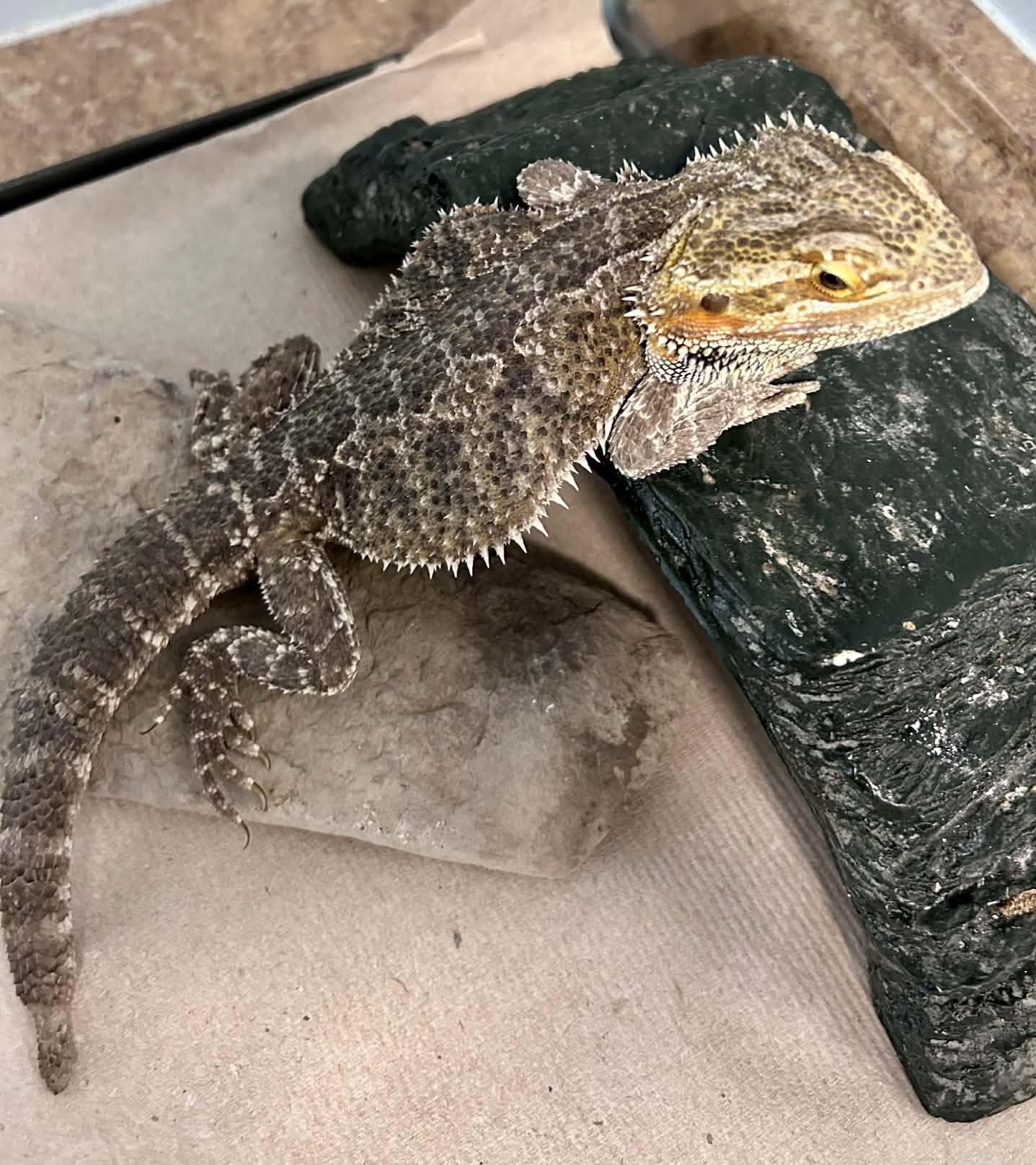 Pancake, an adopted Bearded Dragon in Wakefield, RI image 3/5