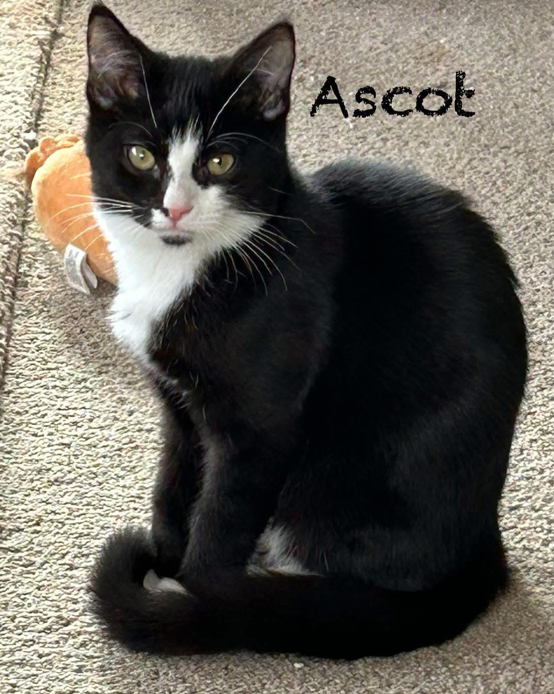 Enlarge Ascot, a ADOPTABLE American Shorthair in West newton, PA image 1/3