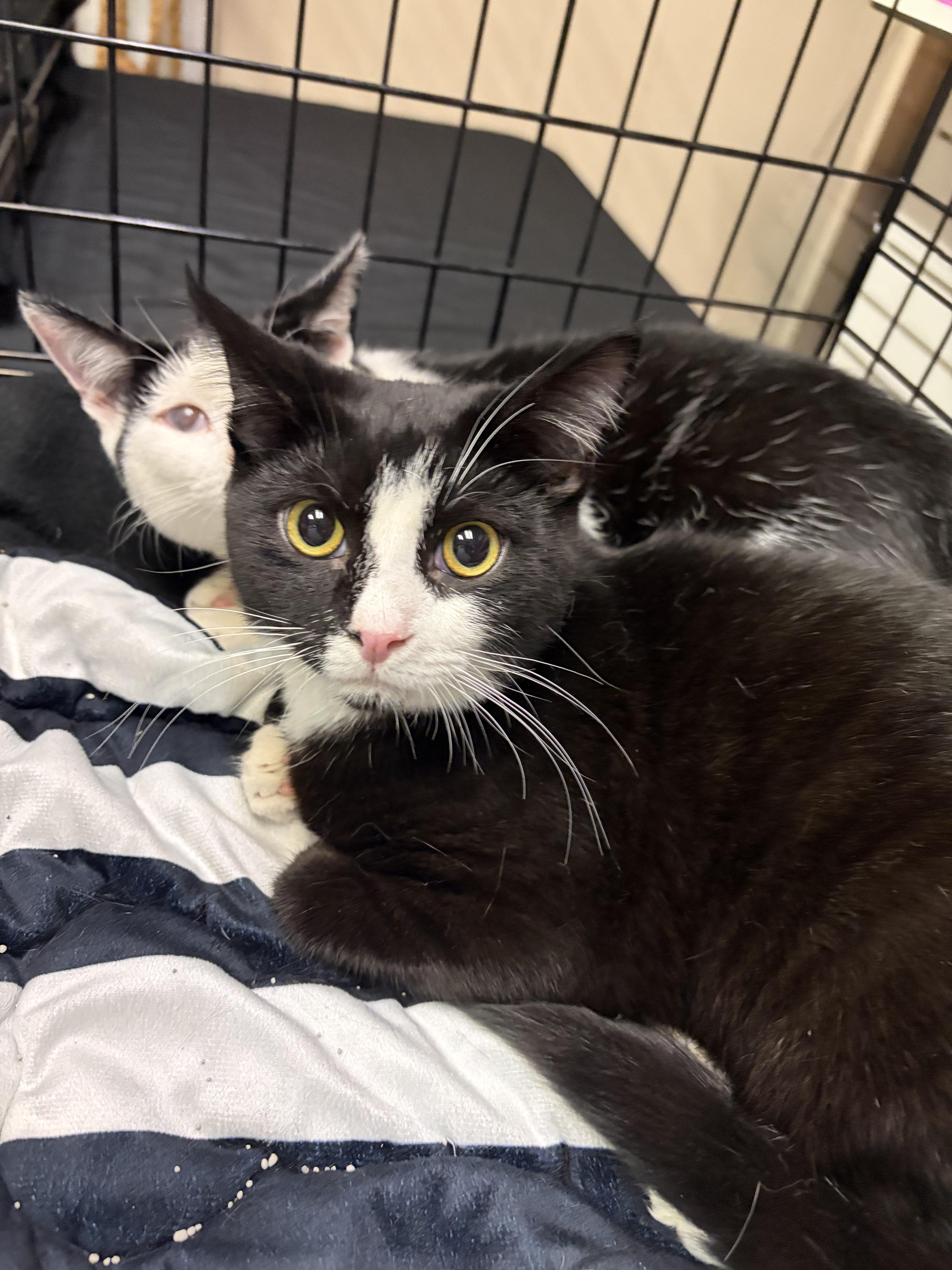 Enlarge Ascot, a ADOPTABLE American Shorthair in West newton, PA image 3/3