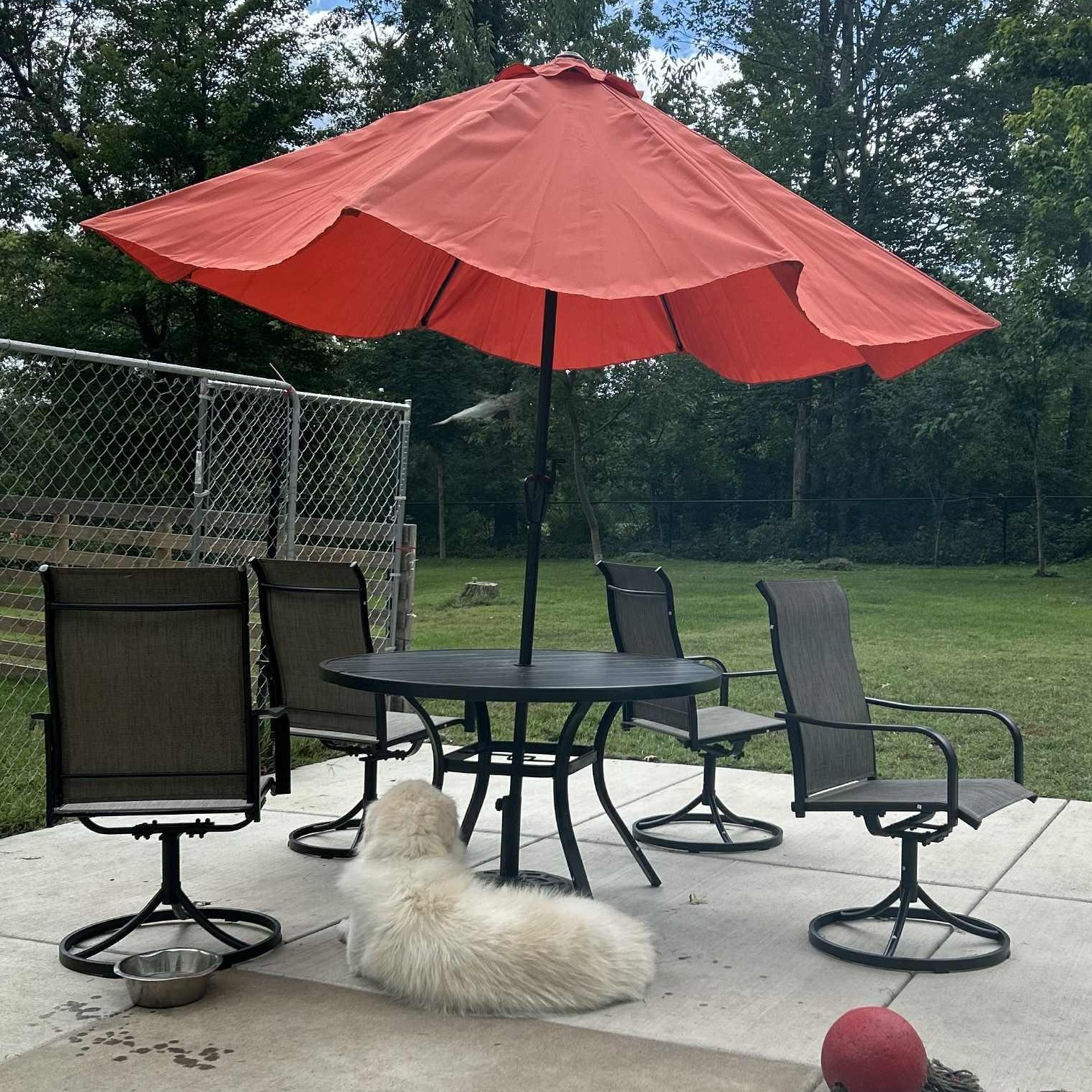 Enlarge Jack, a Adopted Great Pyrenees in Jackson, MN image 4/4