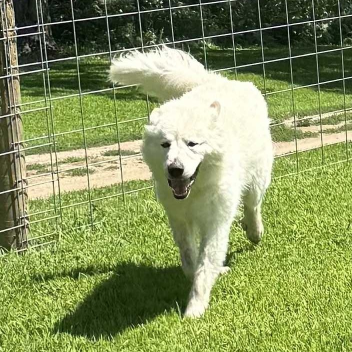 Enlarge Jack, a Adopted Great Pyrenees in Jackson, MN image 2/4