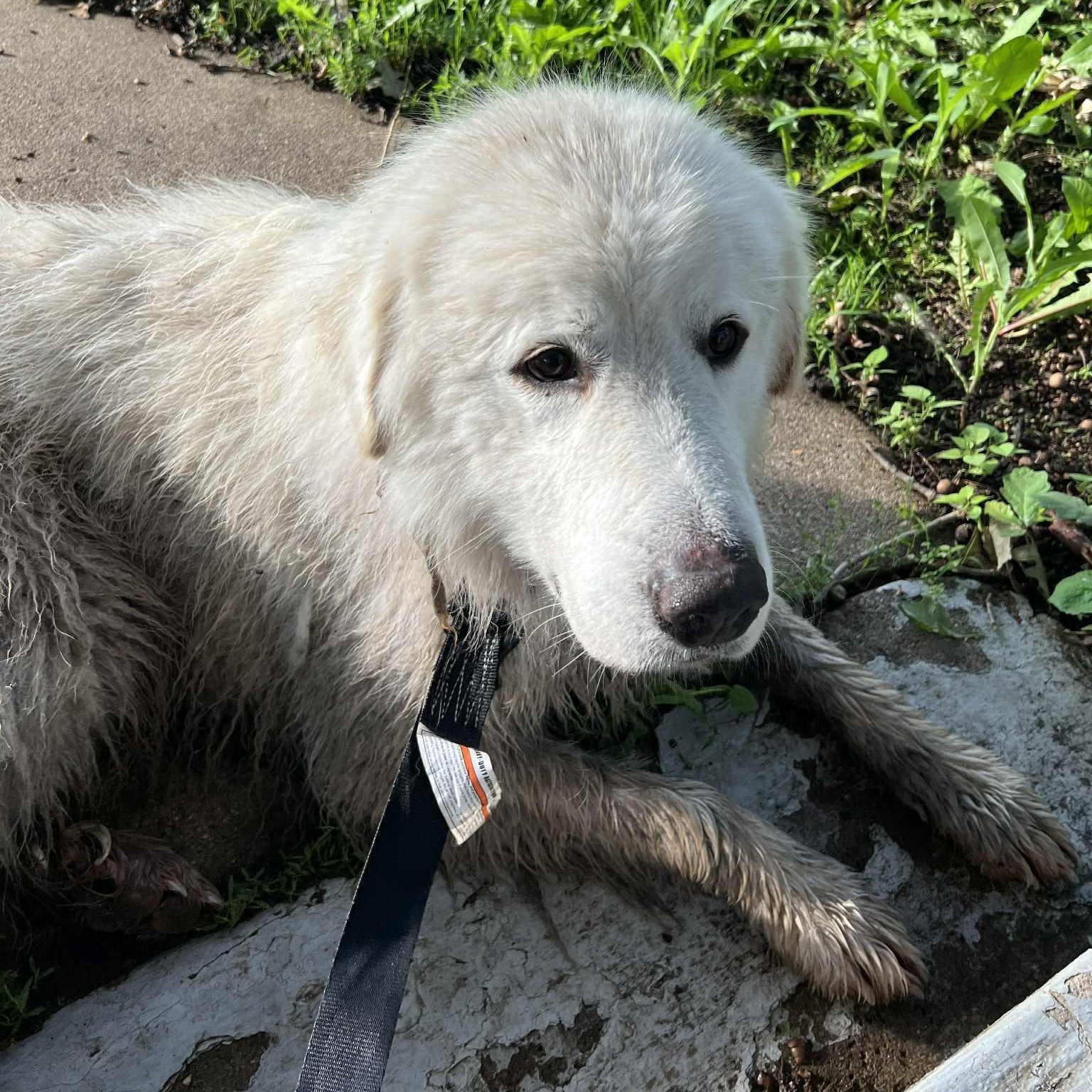 Enlarge Jack, a Adopted Great Pyrenees in Jackson, MN image 3/4
