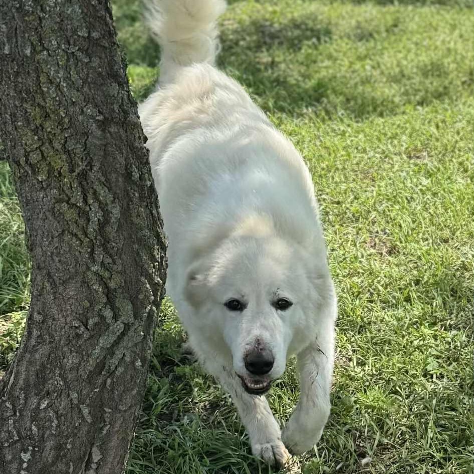 Enlarge Jack, a Adopted Great Pyrenees in Jackson, MN image 1/4