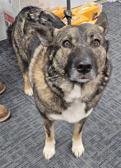 Cognac, Adoptable, Adult Female Norwegian Elkhound.