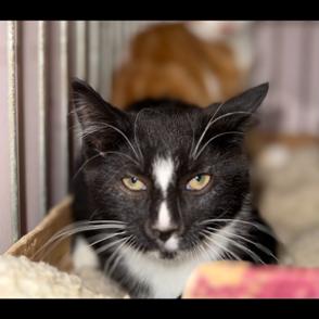 Onyx, Adoptable, Young Male Domestic Short Hair.