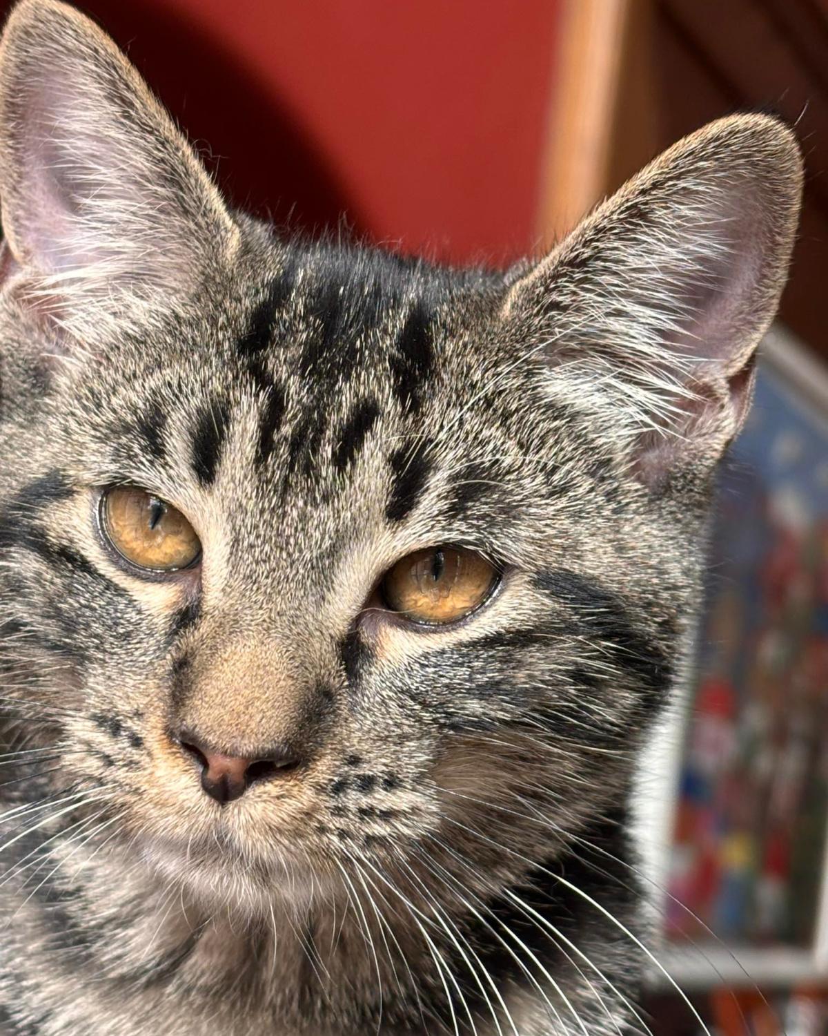 Klaus, ADOPTABLE, Young Male Domestic Short Hair.