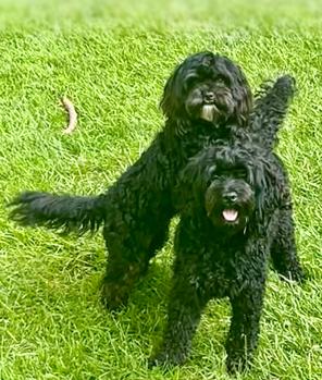Roxie and Tilly - In Foster