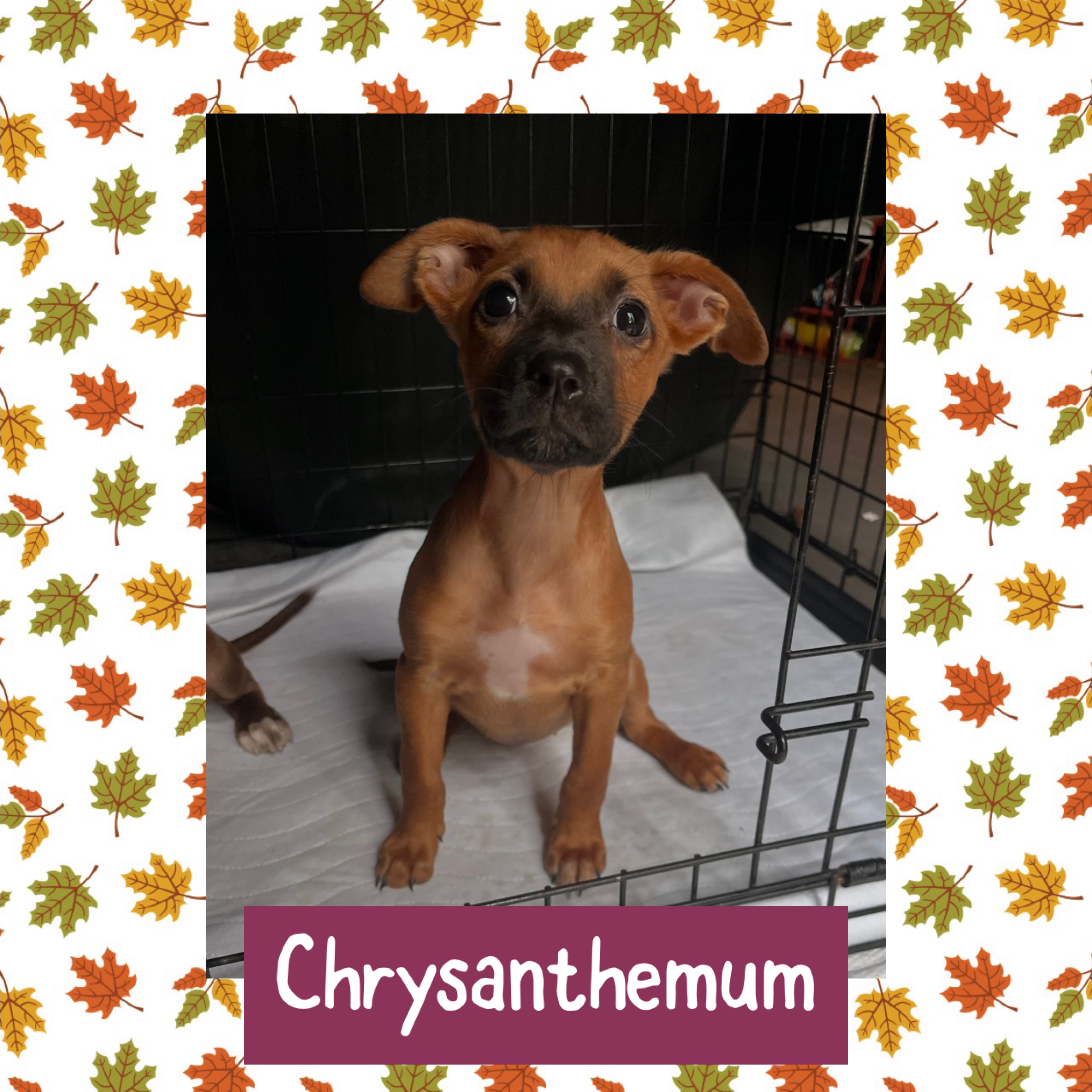 Dog for adoption Chrysanthemum, a Mixed Breed in Yaphank, NY Petfinder