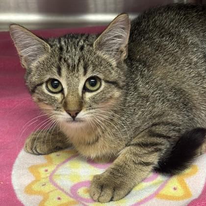 Panini, Adoptable, Kitten Female Domestic Short Hair & Domestic Short Hair.