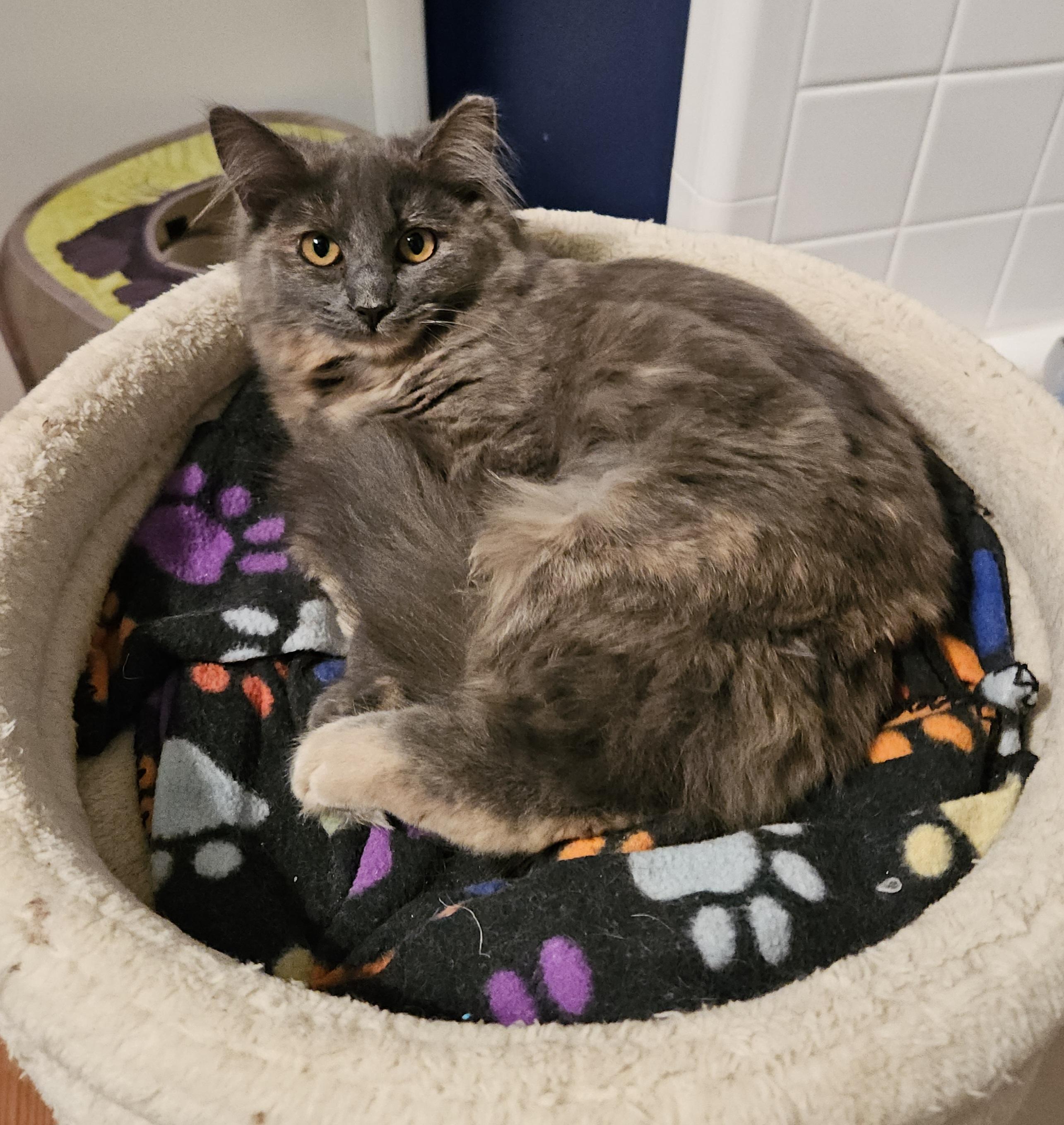 Enlarge Tortie, a ADOPTABLE mixed breed in Atlanta, GA image 1/5