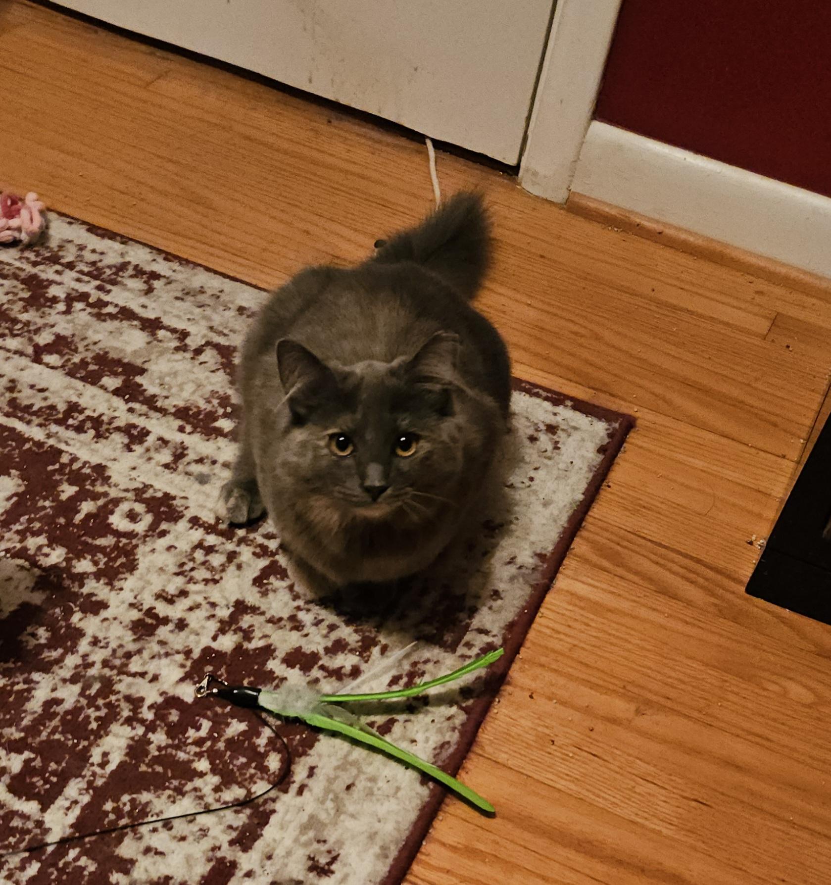 Enlarge Tortie, a ADOPTABLE mixed breed in Atlanta, GA image 5/5