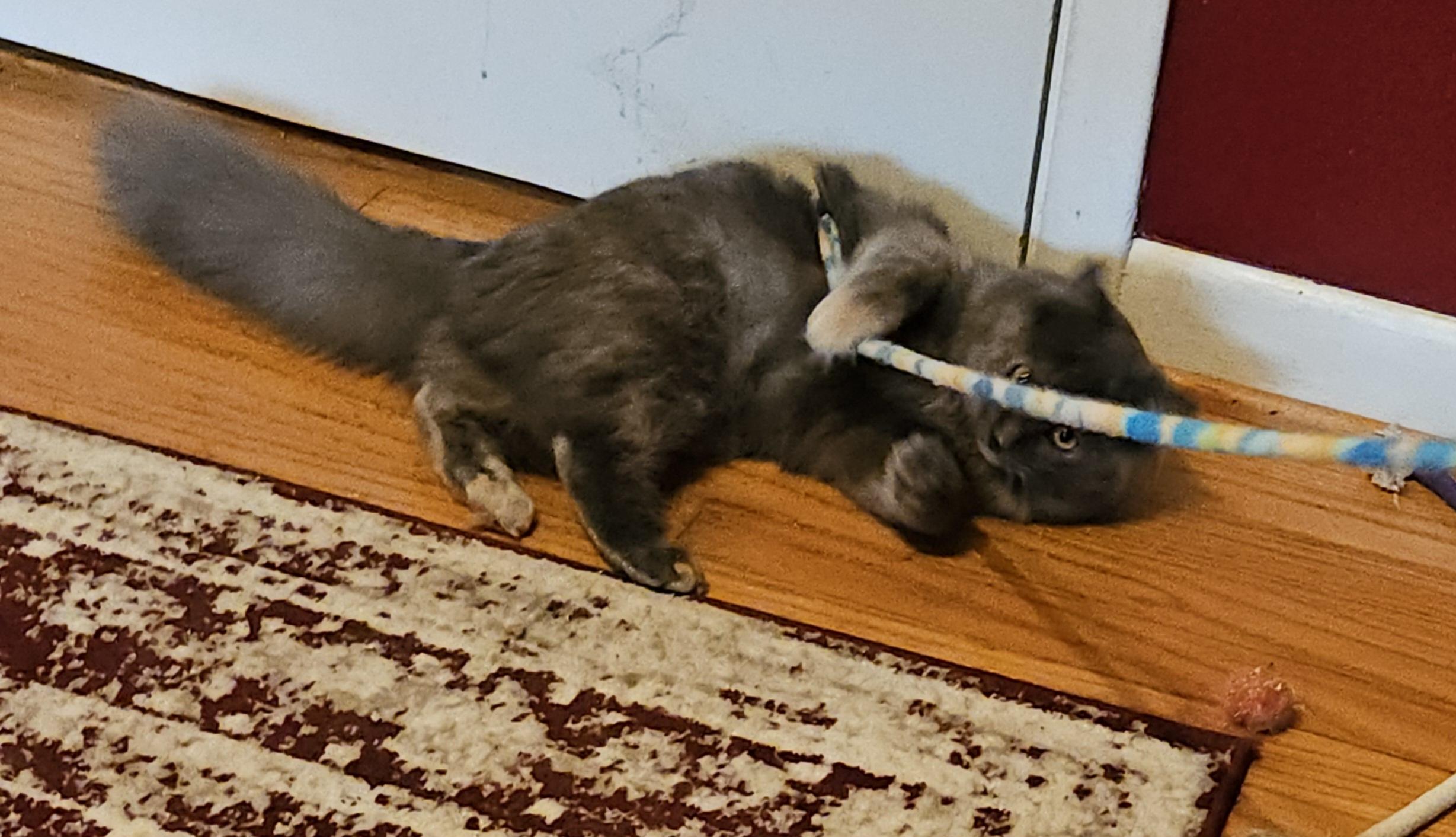 Enlarge Tortie, a ADOPTABLE mixed breed in Atlanta, GA image 3/5