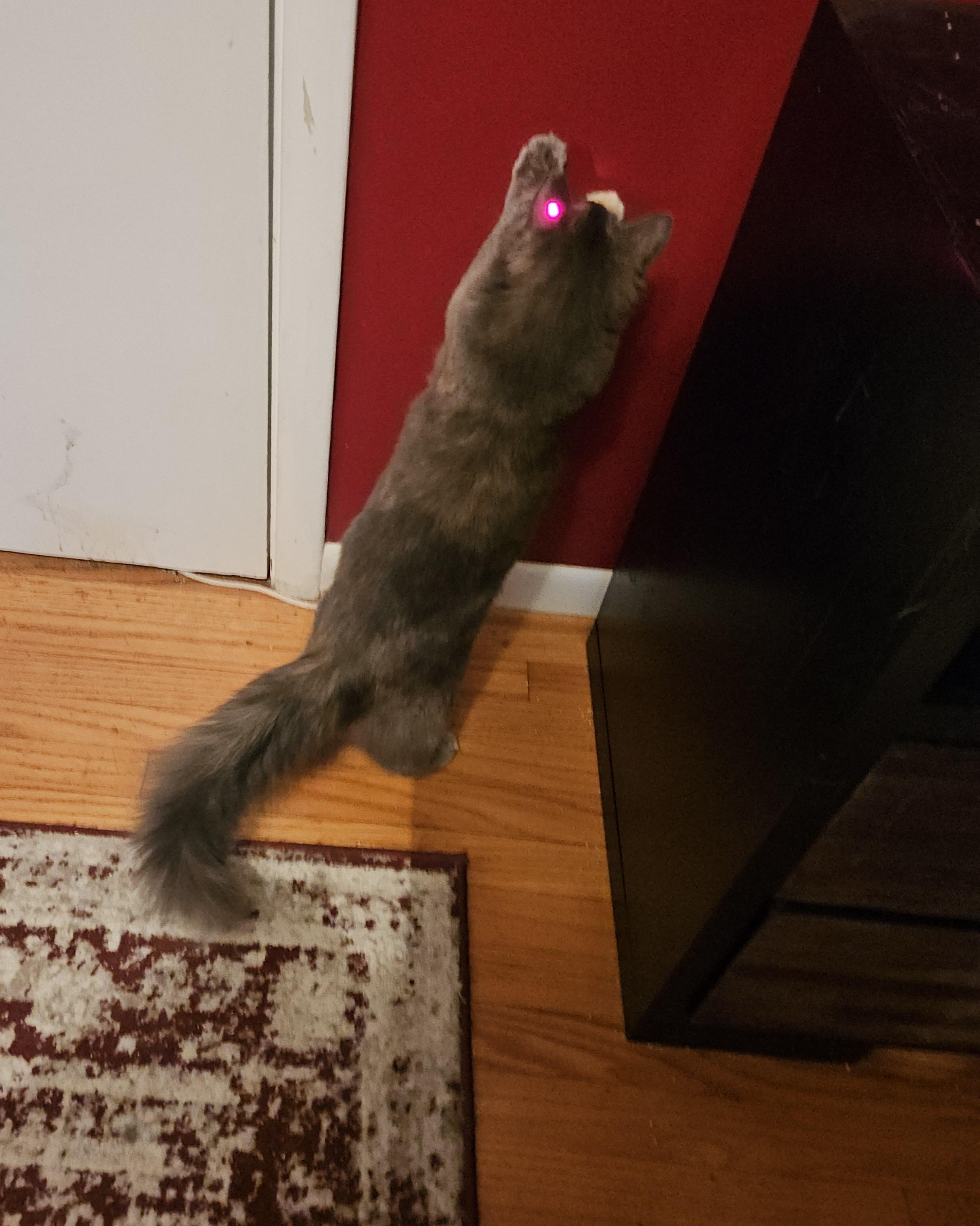 Enlarge Tortie, a ADOPTABLE mixed breed in Atlanta, GA image 4/5