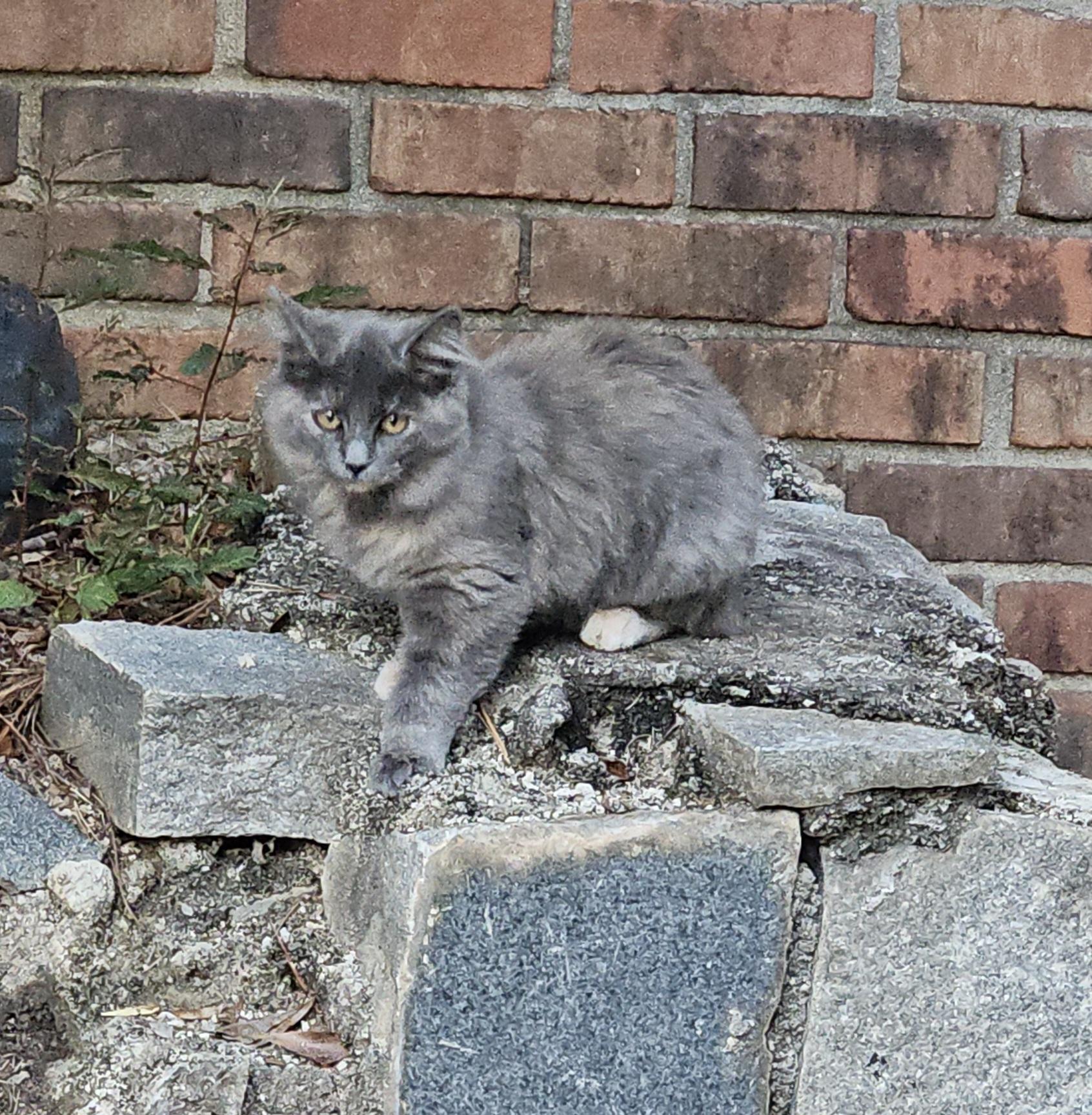 Enlarge Tortie, a ADOPTABLE mixed breed in Atlanta, GA image 2/5