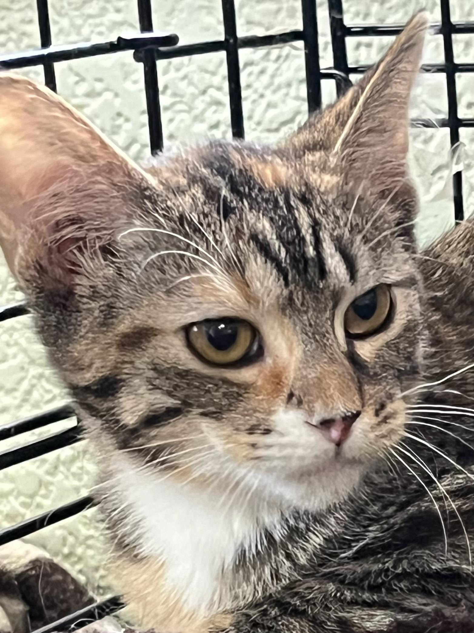 Enlarge Sage, a Adoptable Domestic Short Hair in Moline, IL image 4/5