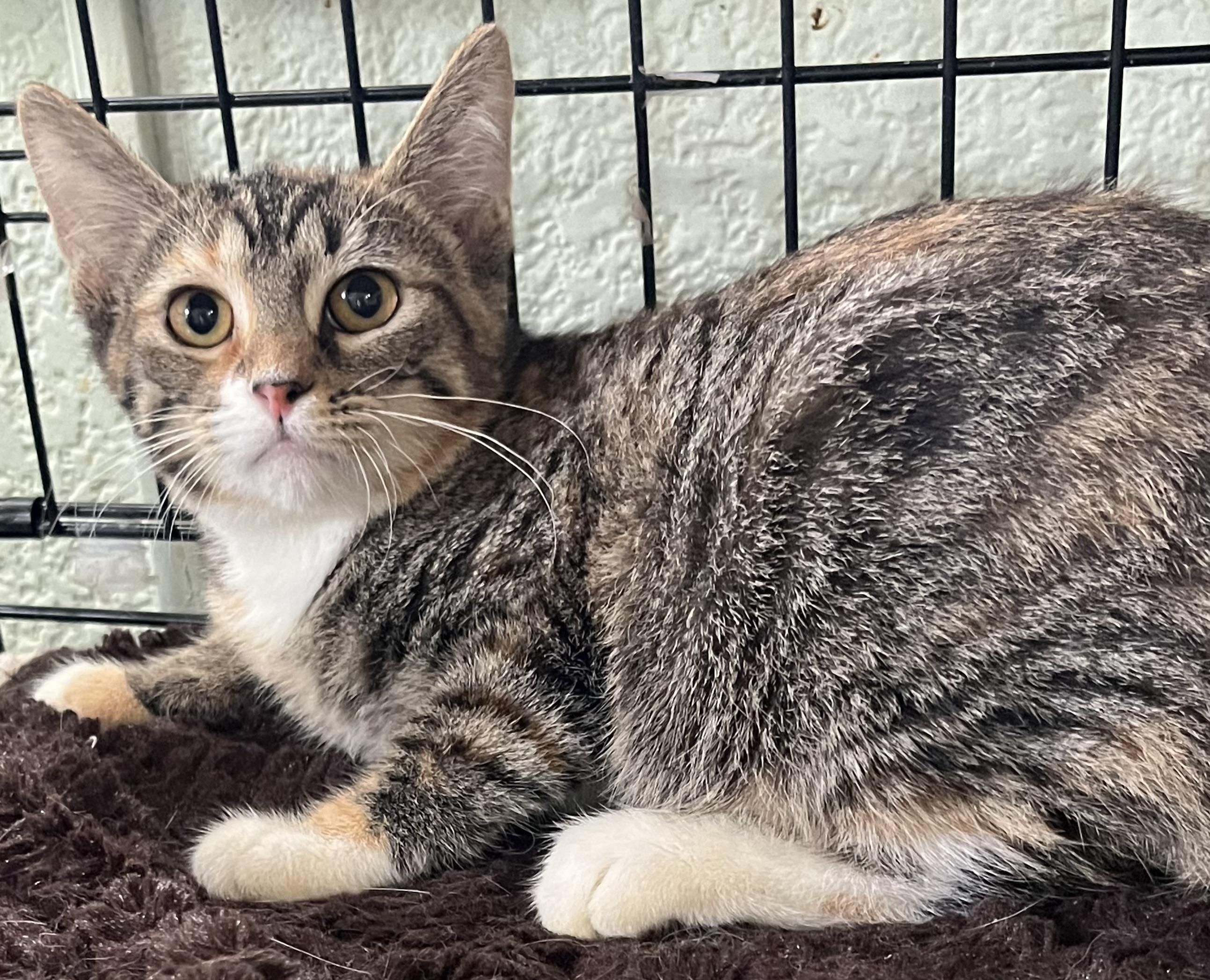 Enlarge Sage, a Adoptable Domestic Short Hair in Moline, IL image 2/5
