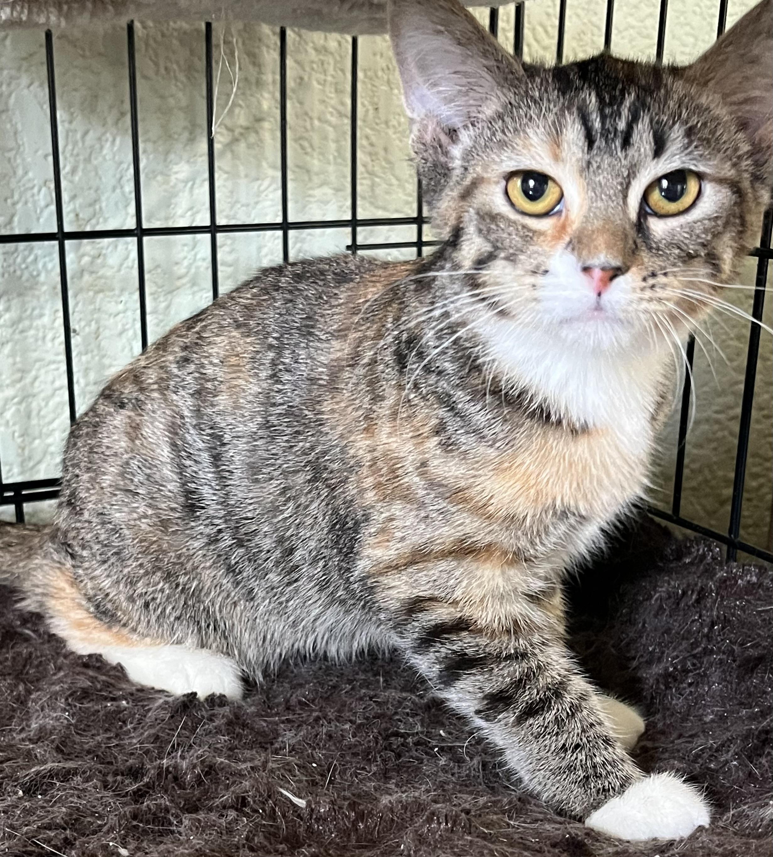 Enlarge Sage, a Adoptable Domestic Short Hair in Moline, IL image 1/5