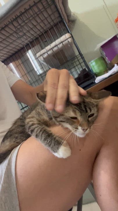 Enlarge Sage, a Adoptable Domestic Short Hair in Moline, IL video 5/5