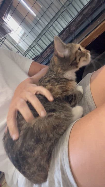 Enlarge Sage, a Adoptable Domestic Short Hair in Moline, IL video 3/5