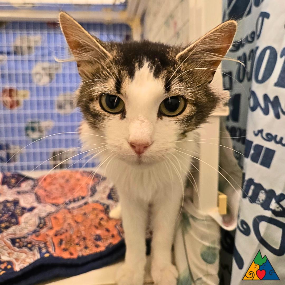 Poppy, an adoptable Domestic Medium Hair in Douglas, WY, 82633 | Photo Image 1