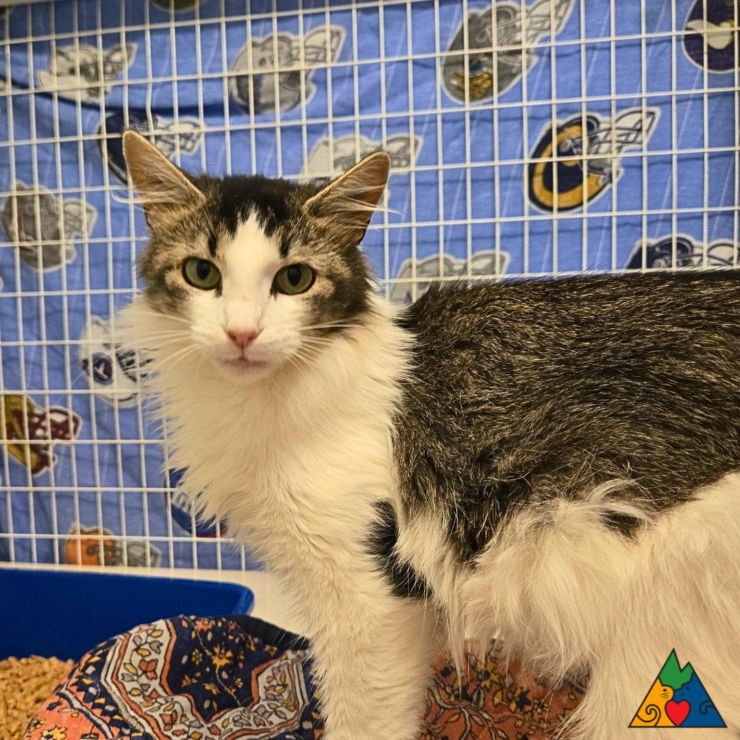 Poppy, an adoptable Domestic Medium Hair in Douglas, WY, 82633 | Photo Image 2