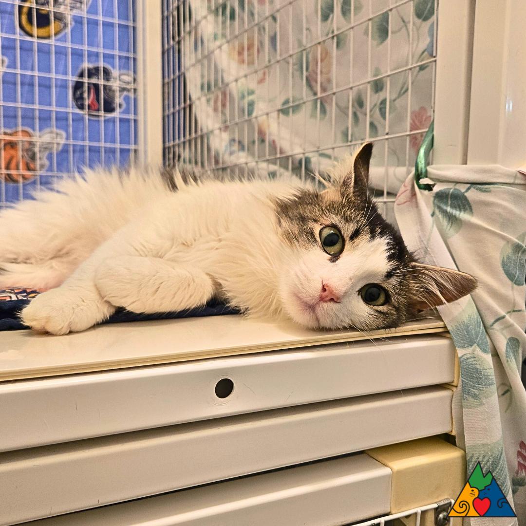 Poppy, an adoptable Domestic Medium Hair in Douglas, WY, 82633 | Photo Image 4