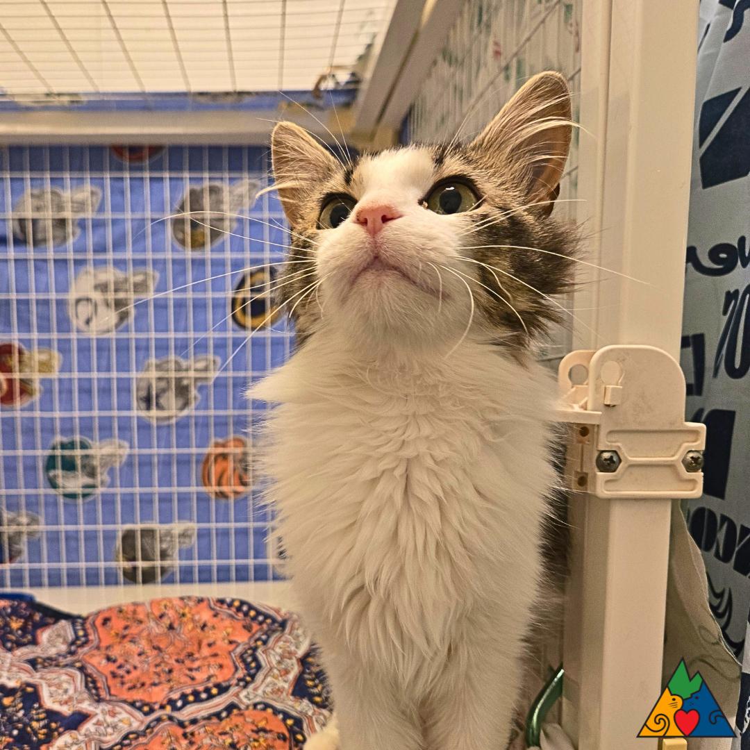 Poppy, an adoptable Domestic Medium Hair in Douglas, WY, 82633 | Photo Image 3