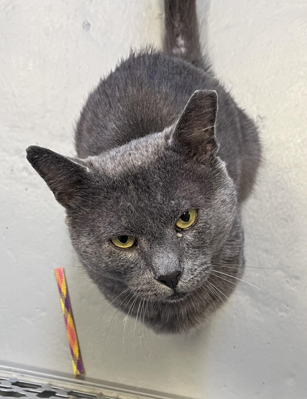 Enlarge Seabiscuit, a Adopted Domestic Short Hair in East Northport, NY image 4/4