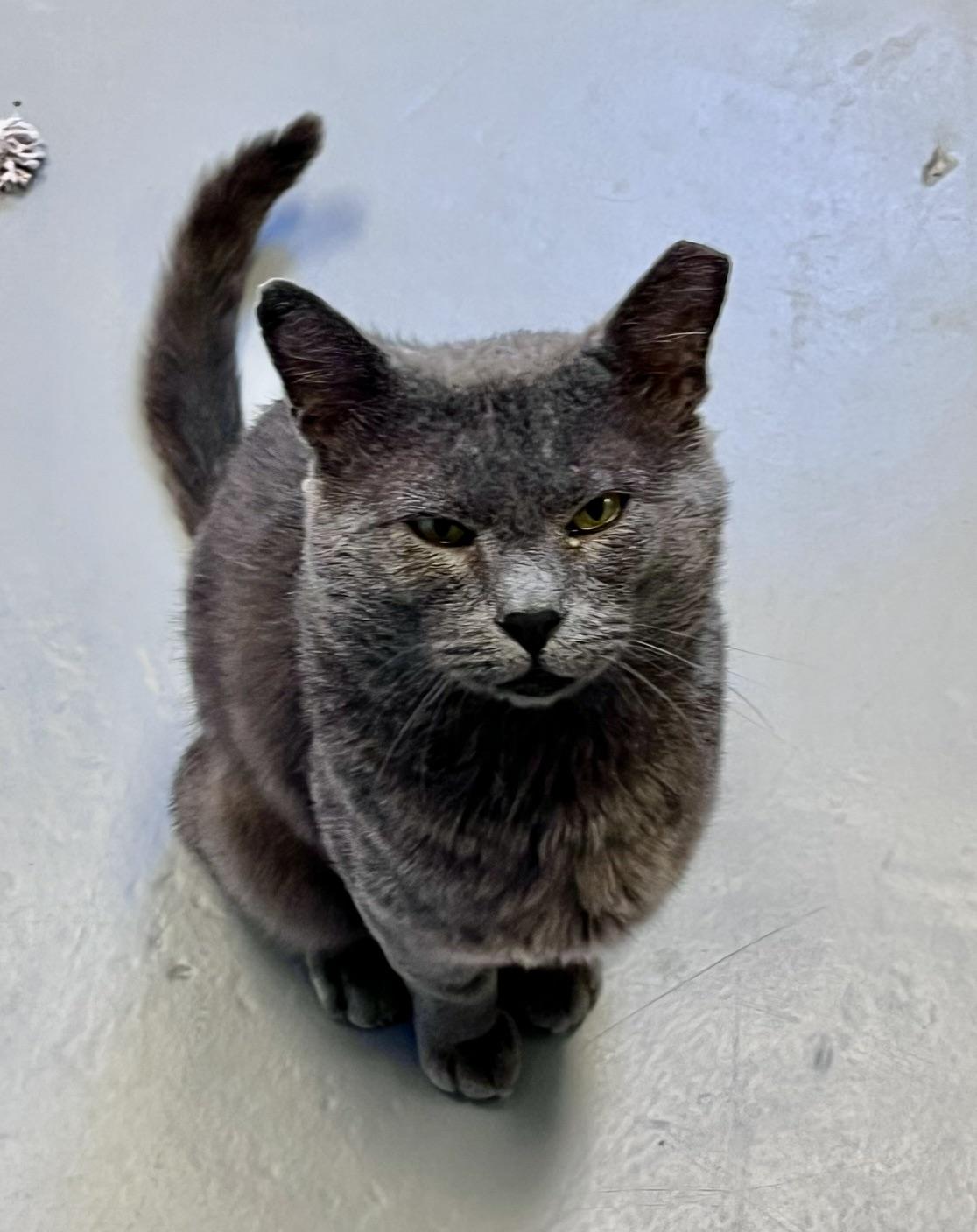 Enlarge Seabiscuit, a Adopted Domestic Short Hair in East Northport, NY image 3/4