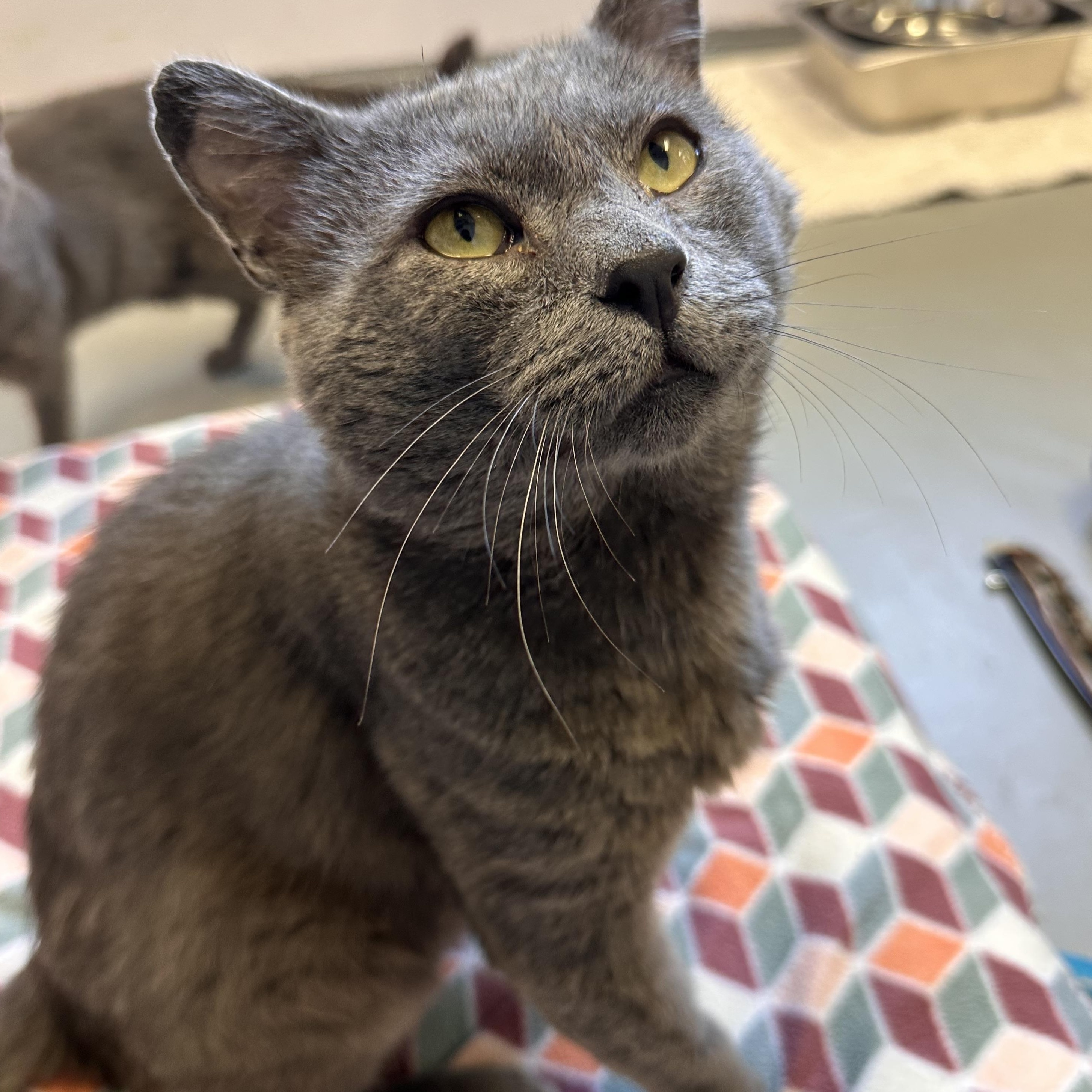 Enlarge Seabiscuit, a Adopted Domestic Short Hair in East Northport, NY image 1/4