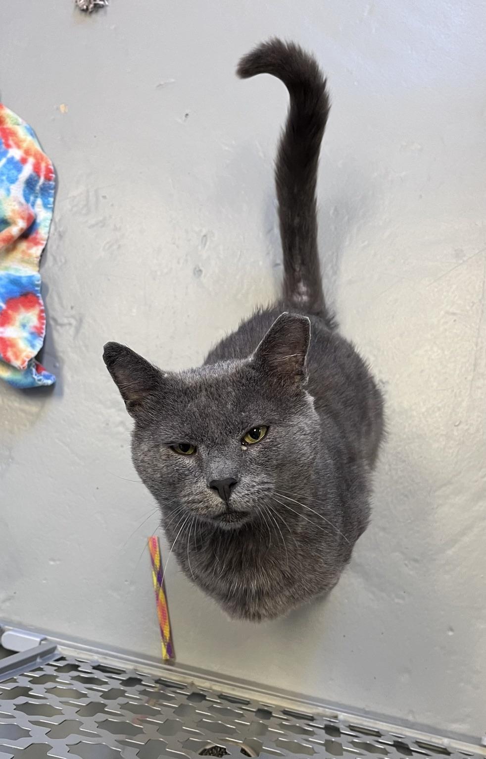 Enlarge Seabiscuit, a Adopted Domestic Short Hair in East Northport, NY image 2/4