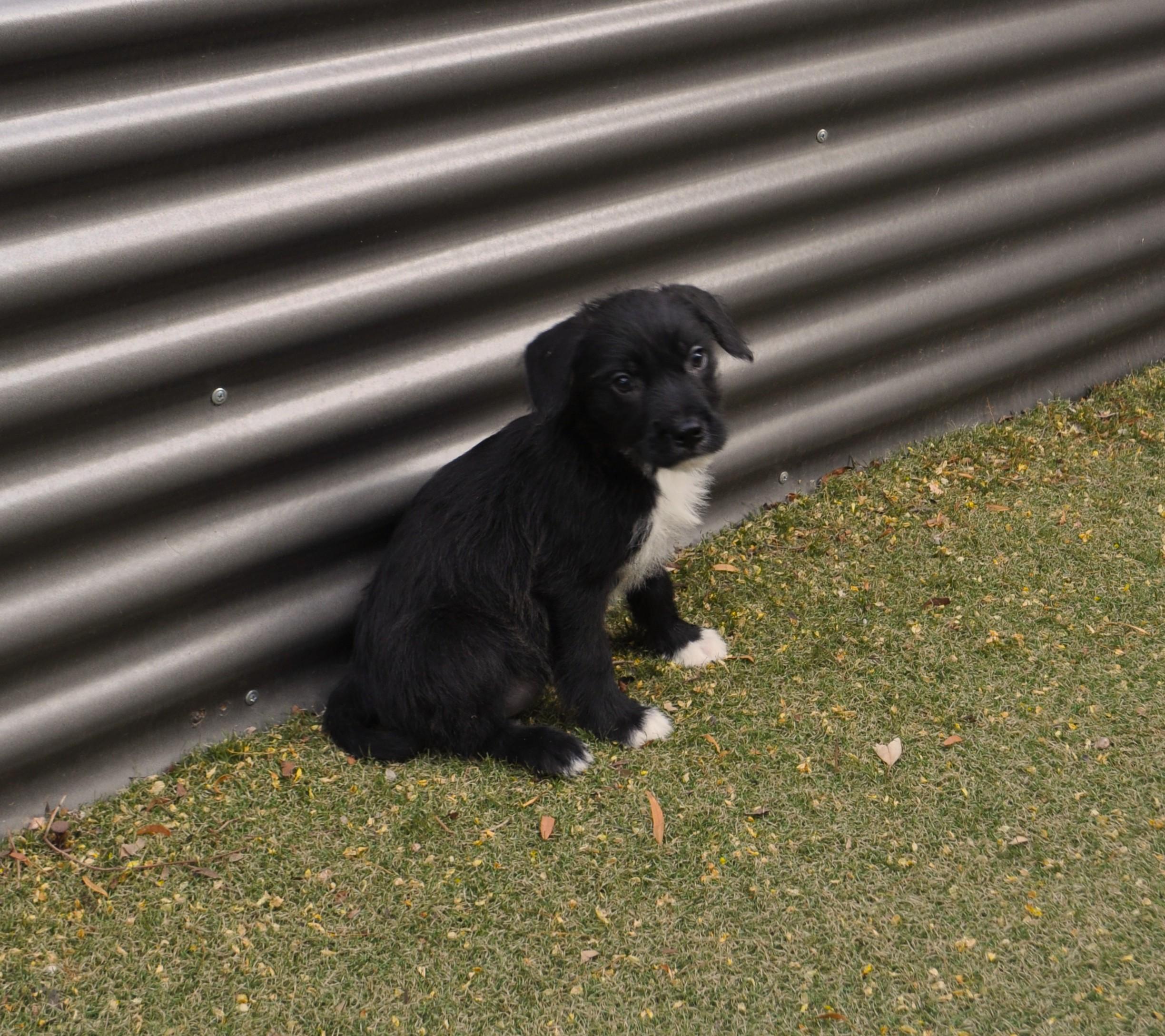 Enlarge Outlaw, an adopted mixed breed in Apache Junction, AZ image 4/4