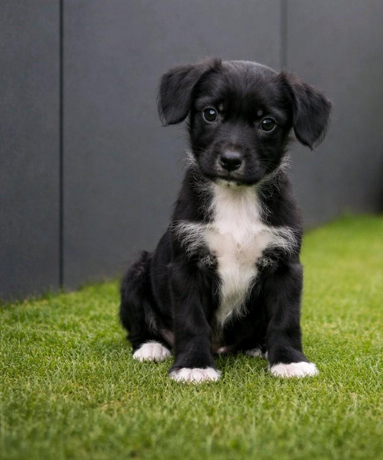 Outlaw, adopted, Puppy Male Labrador Retriever & Patterdale Terrier / Fell Terrier.