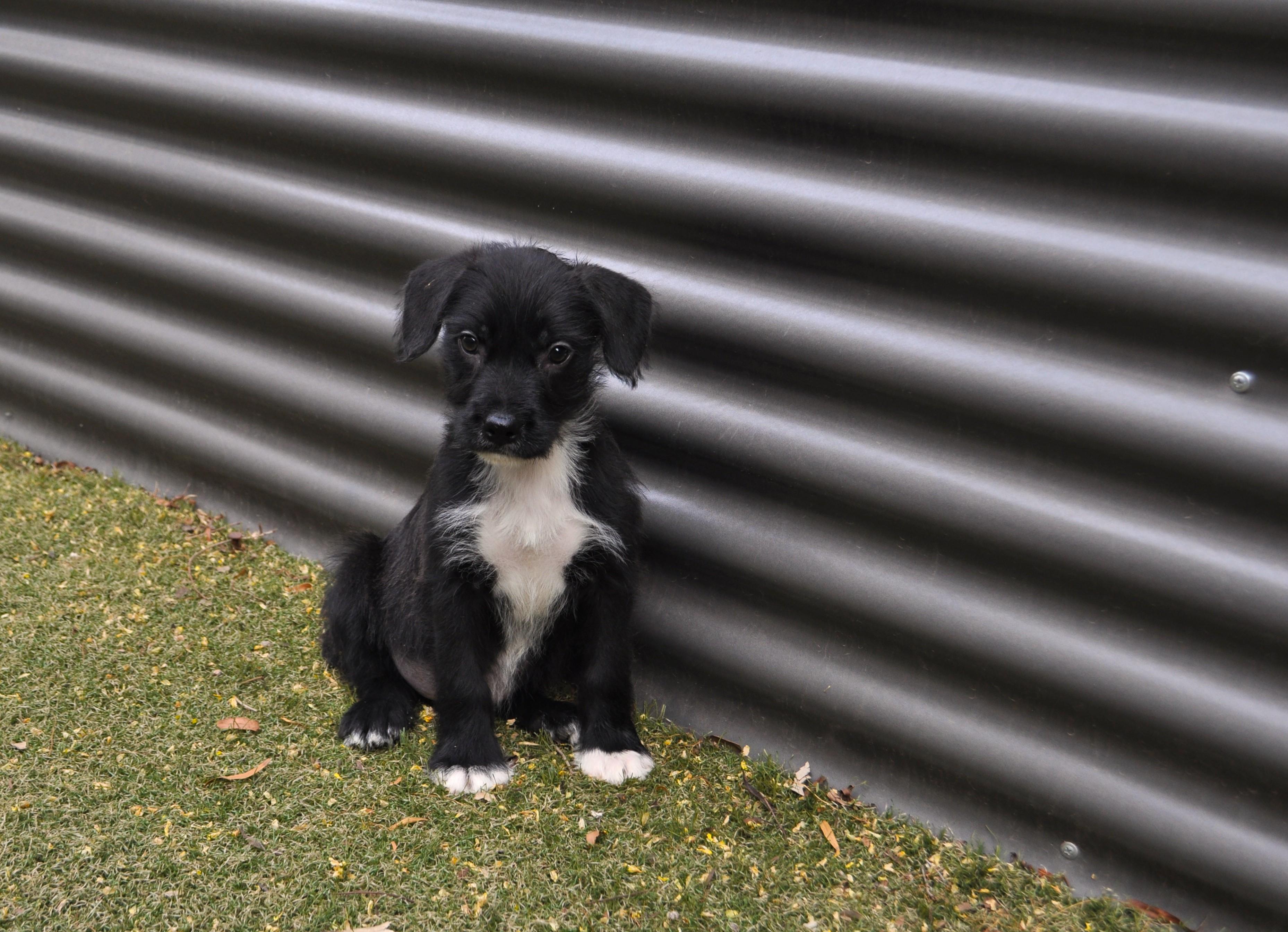 Enlarge Outlaw, an adopted mixed breed in Apache Junction, AZ image 2/4