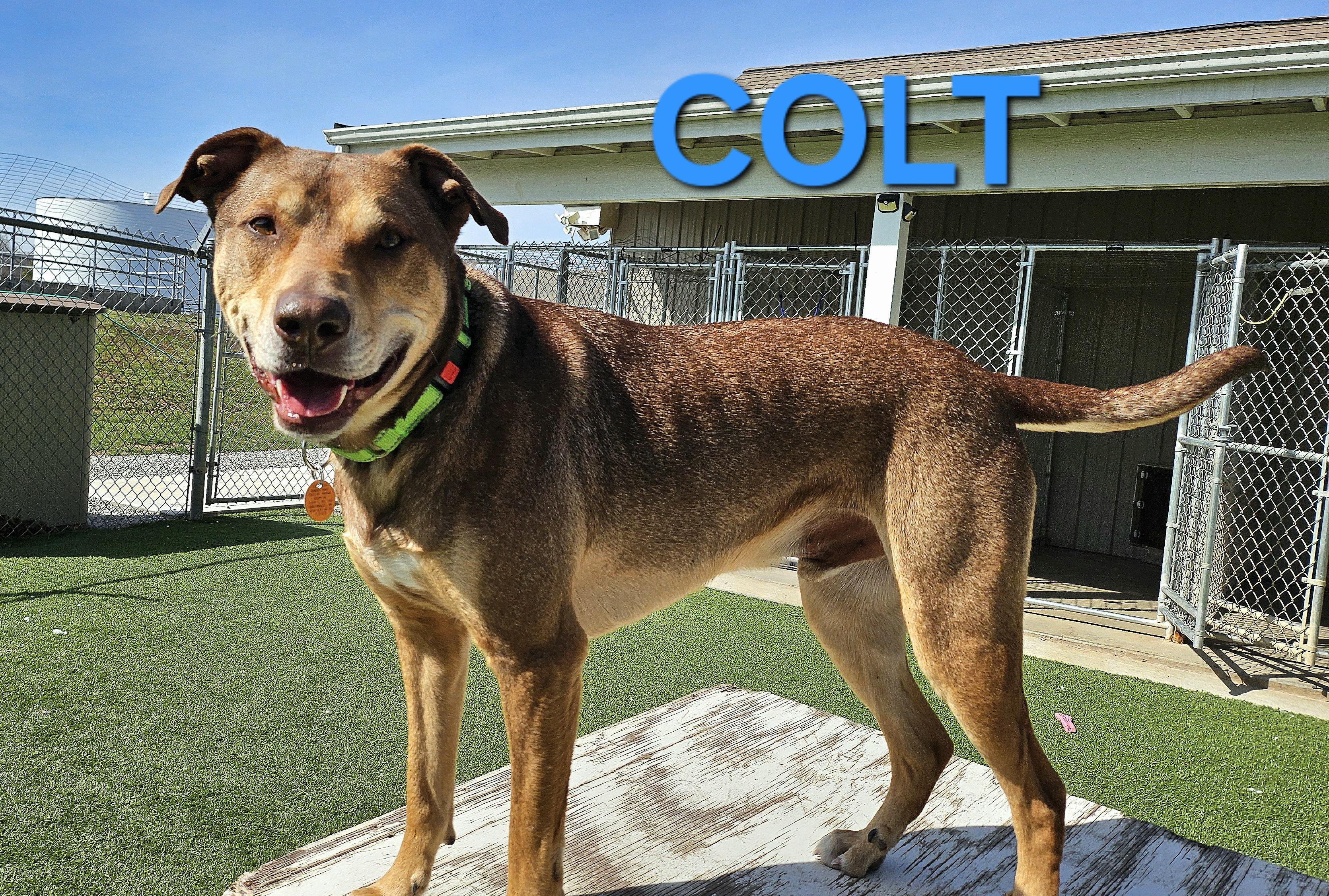 Enlarge Colt, a ADOPTABLE mixed breed in Smithville, MO image 1/4