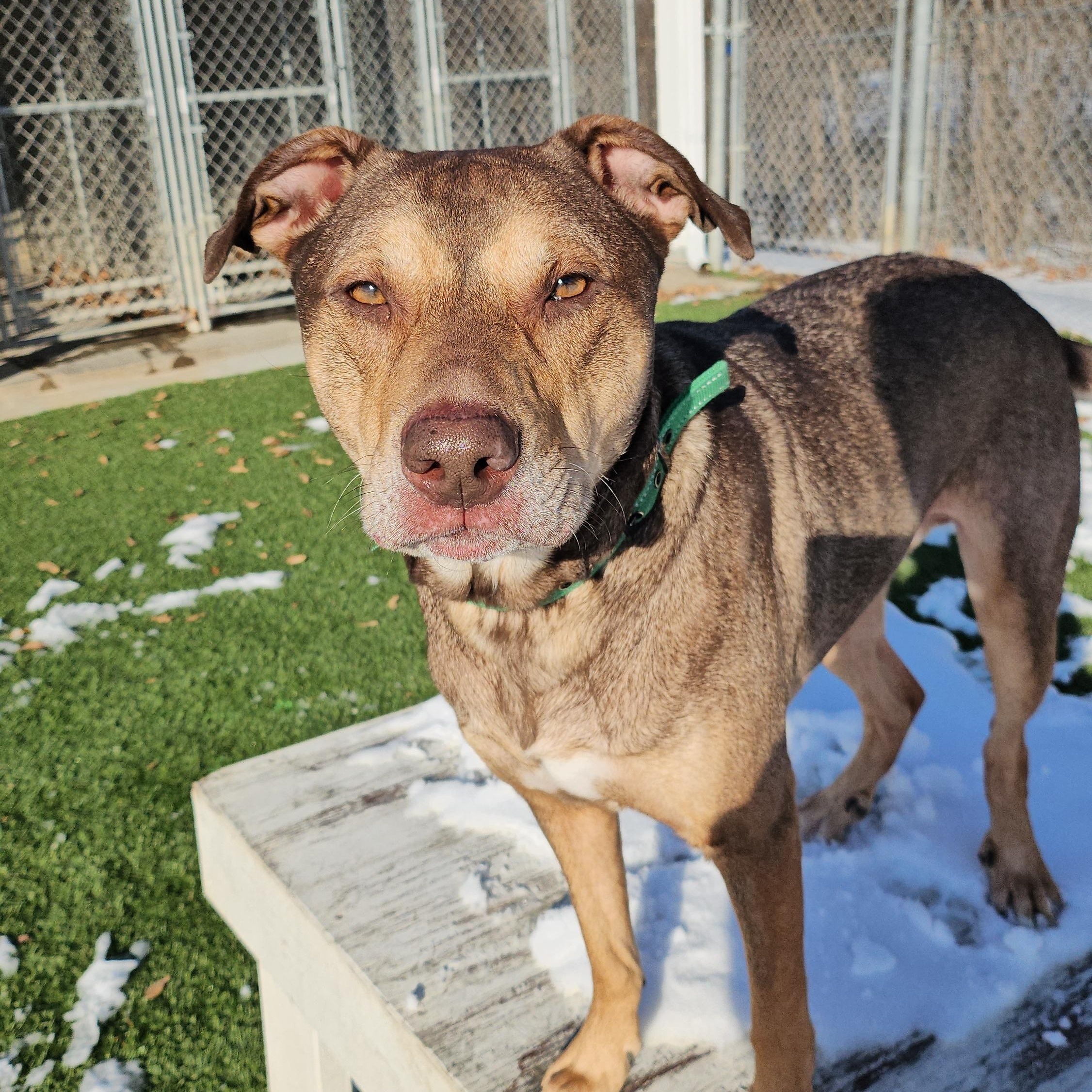 Colt, ADOPTABLE, Adult Male Shepherd & Pit Bull Terrier.