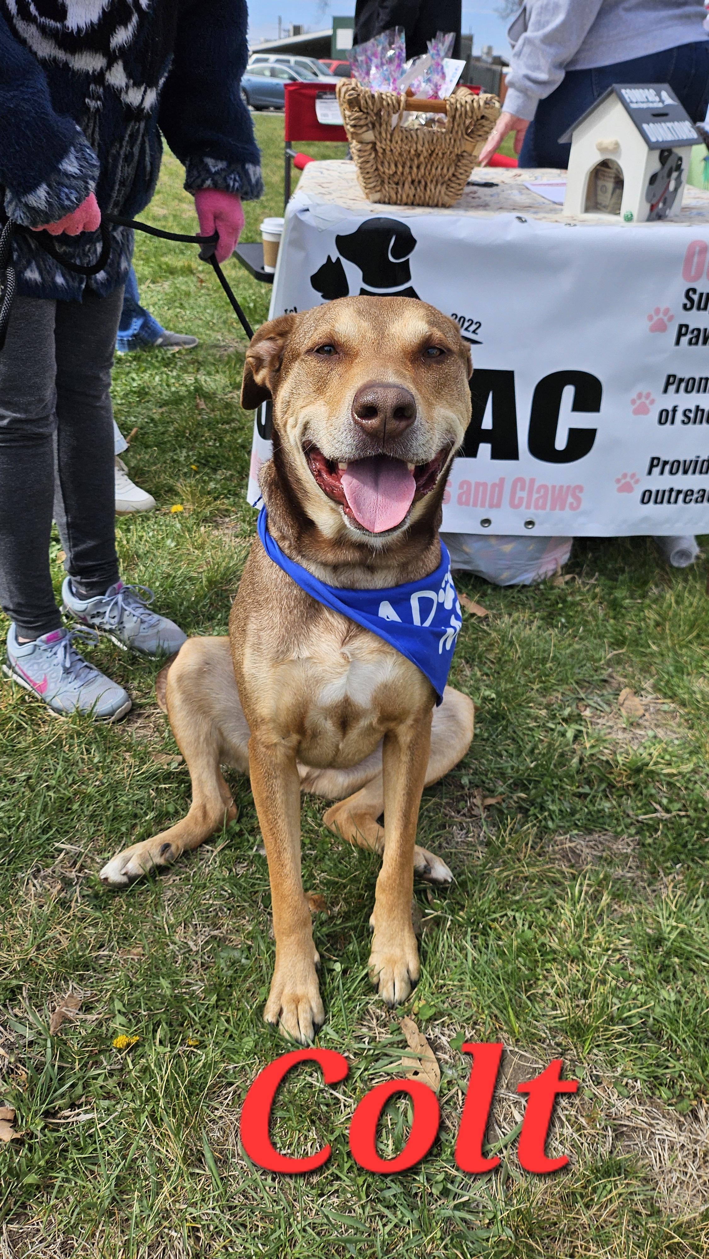 Colt, ADOPTABLE, Adult Male Shepherd & Pit Bull Terrier.