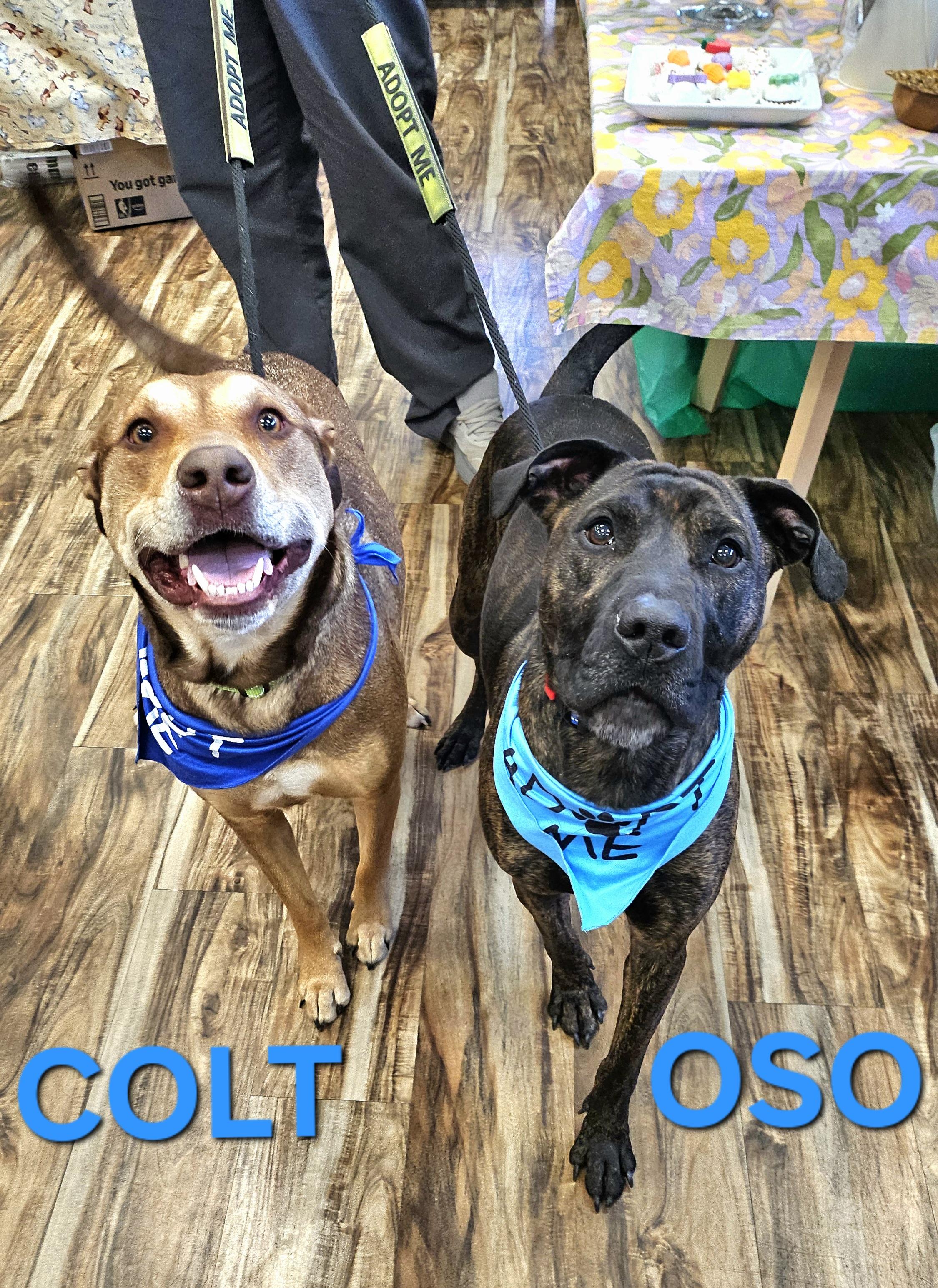 Enlarge Colt, a ADOPTABLE mixed breed in Smithville, MO image 4/4